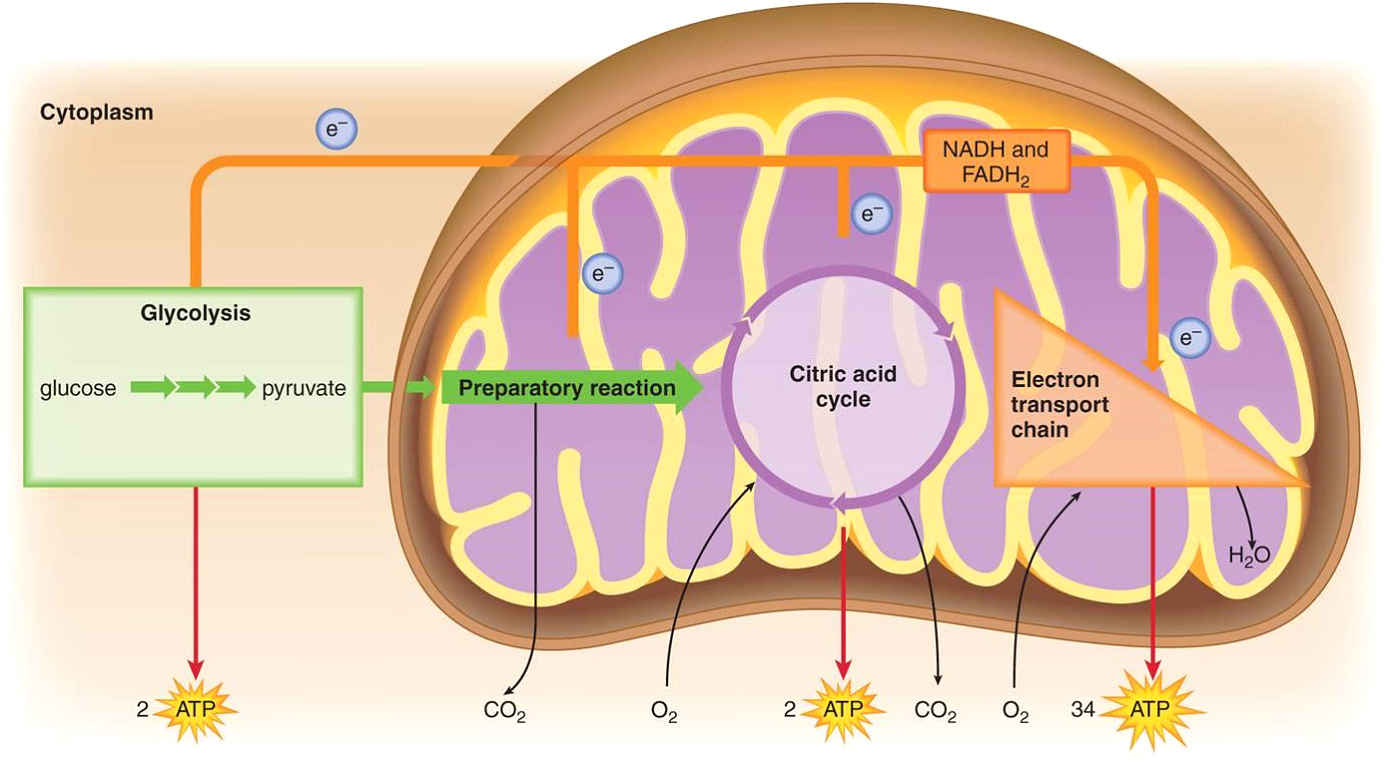 Simple Cellular Respiration Diagram.png